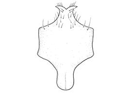   Anthidium dammersi  male, diagram showing ventral view of eighth sternum (S8), diagram from Gonzalez and Griswold 2013 
